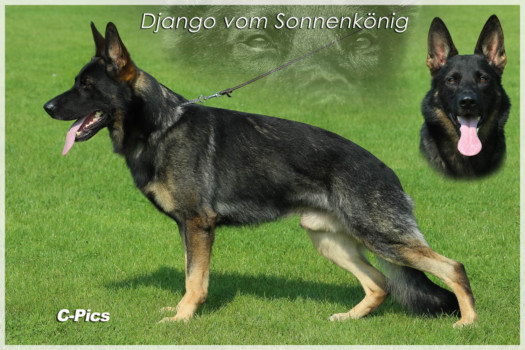 51597 Morsbach<br>
<br>
0171 6426783<br>
schmalli-morsbach@freenet.de<br>
<a href="http://www.vom-sonnenkoenig.de" target="_blank">www.vom-sonnenkoenig.de</a>