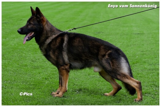 Züchter:<br>
<br>
Peter Holschbach<br>
<br>
Sommerhof 1<br>
<br>
51598 Friesenhagen<br>
<br>
peter.holschbach1@gmail.com <br>
<br>